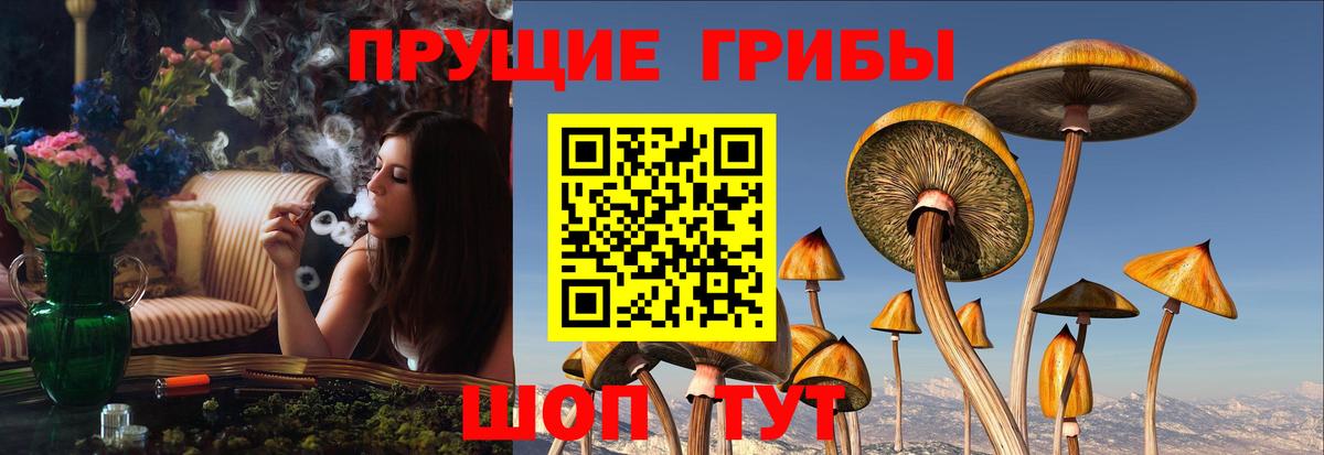 Псилоцибиновые грибы прущие грибы Карачаевск